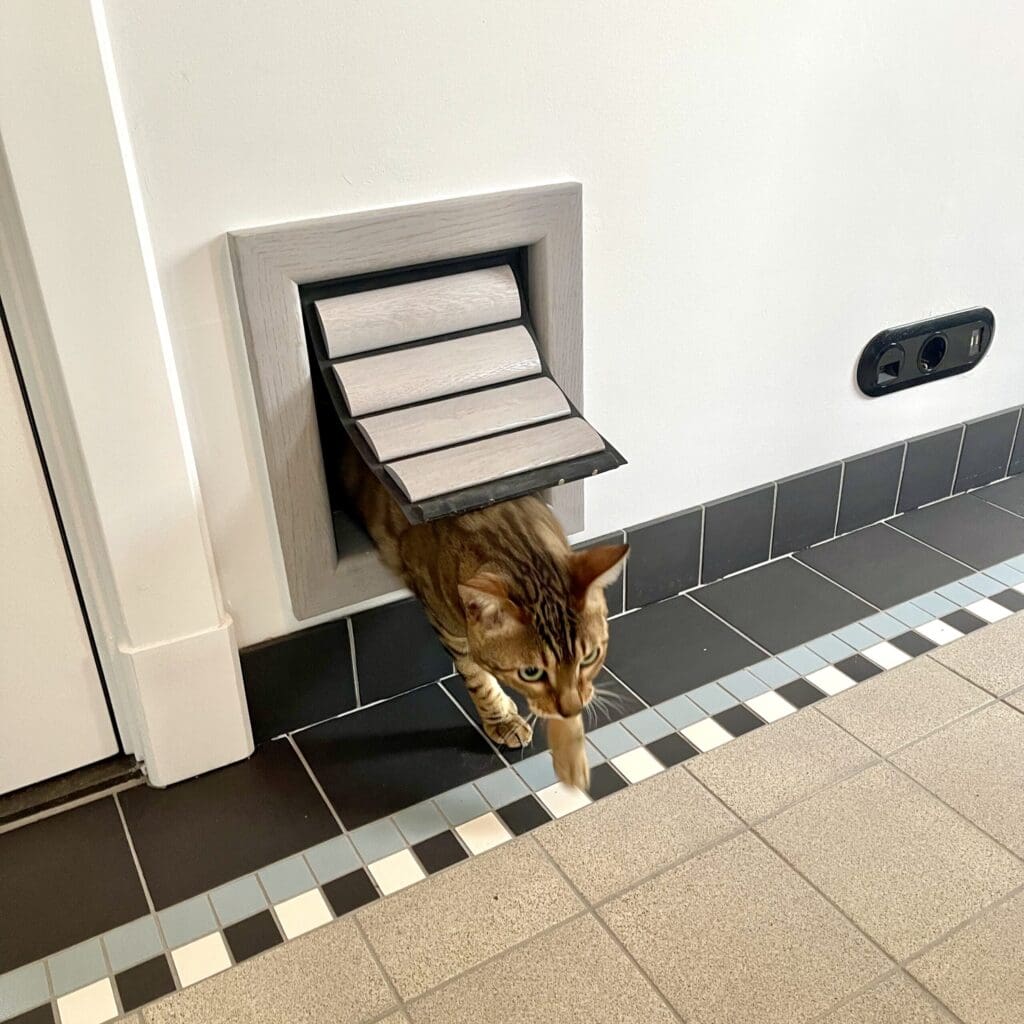 Een kat gaat door een kattenluik dat geïnstalleerd is in de muur - Tomsgates kattenluik, Tomsgates hondenluik, Kwalitatief kattenluik, Tochtvrij kattenluik, Veilig kattenluik, Stil kattenluik, Houten kattenluik