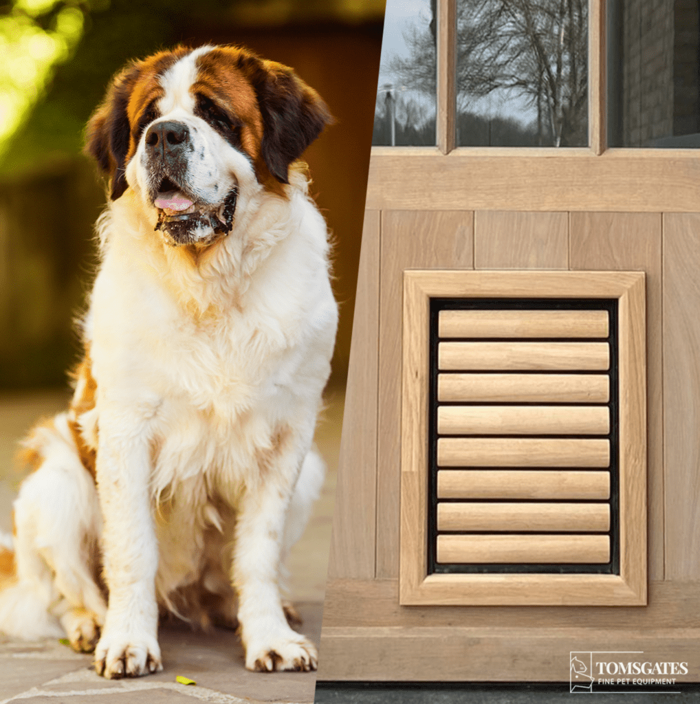Sint-Bernard hond met een houten XL hondenluik tochtvrij inbraak veilig en stil - Tomsgates