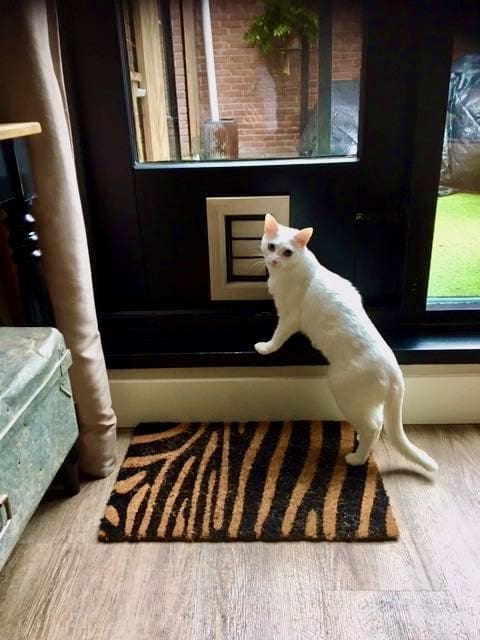 Geïnstalleerd kattenluik bij klant